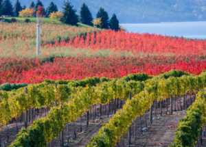 Vineyard during Fall
